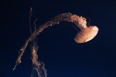 Black background jellyfish
